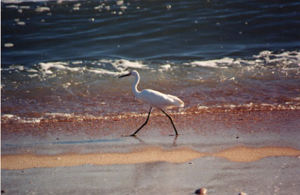 birdonbeach.jpg