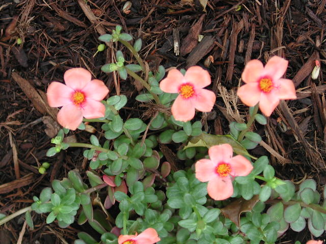 epsn0012.jpg