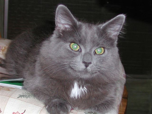 stanley1.jpg
